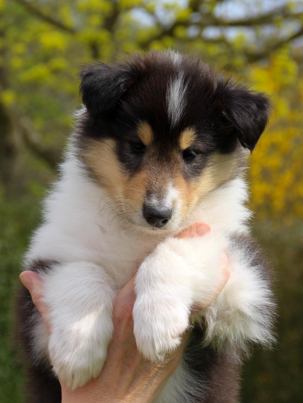 Collie langhåret Ebony Moor´s Daydreamer Dexter billede 21