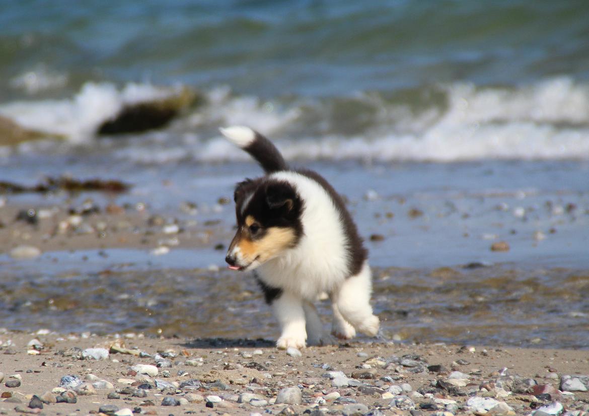 Collie langhåret Ebony Moor´s Daydreamer Dexter billede 22