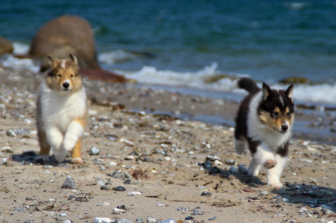 Collie langhåret Ebony Moor´s Daydreamer Dexter billede 24