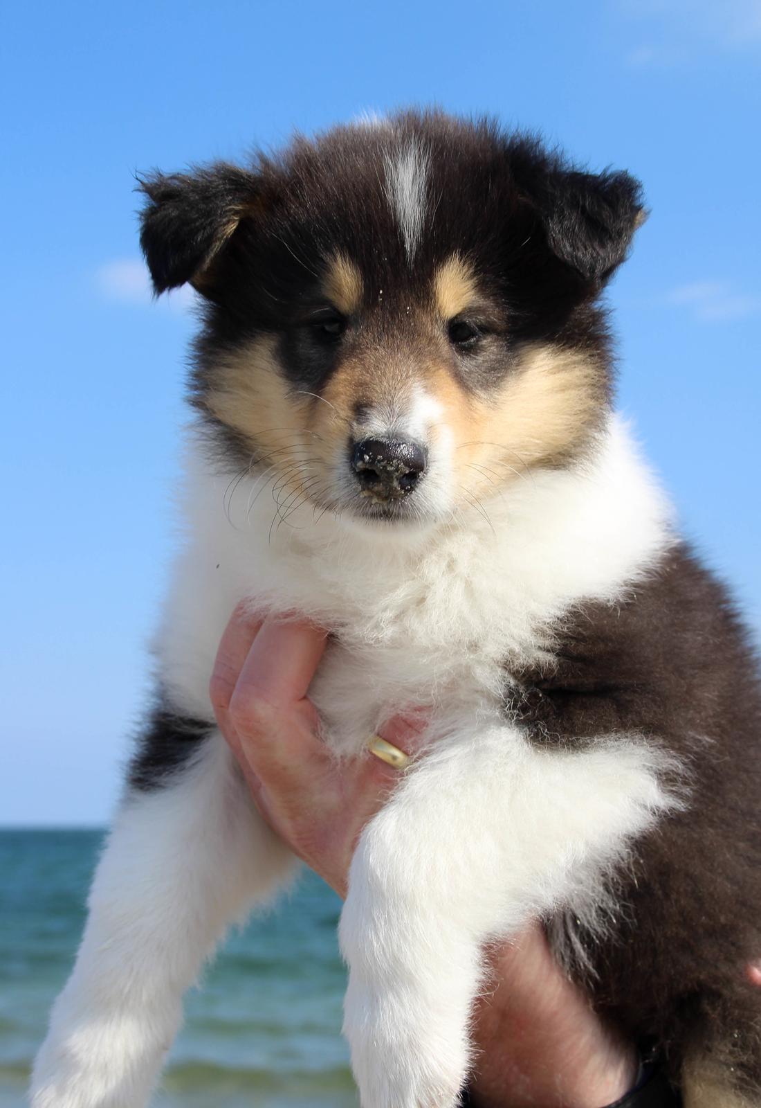 Collie langhåret Ebony Moor´s Daydreamer Dexter billede 25