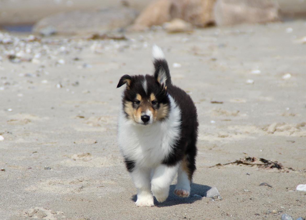 Collie langhåret Ebony Moor´s Daydreamer Dexter billede 23