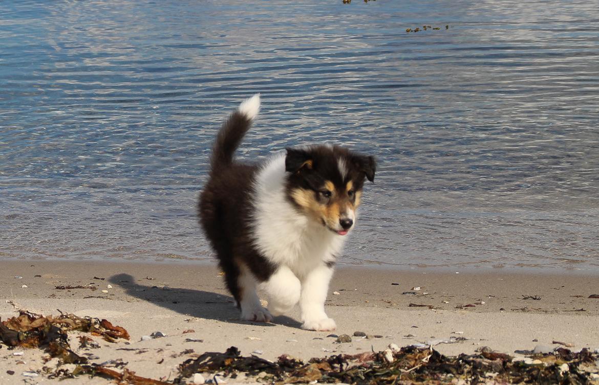 Collie langhåret Ebony Moor´s Daydreamer Dexter billede 26