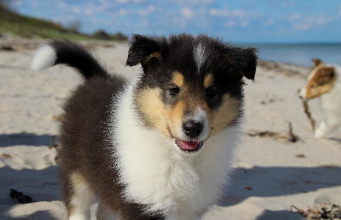 Collie langhåret Ebony Moor´s Daydreamer Dexter billede 27