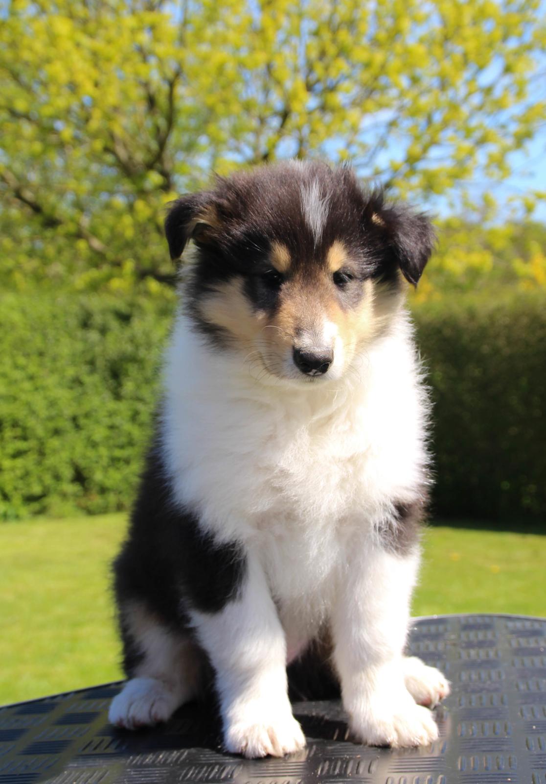 Collie langhåret Ebony Moor´s Daydreamer Dexter billede 28