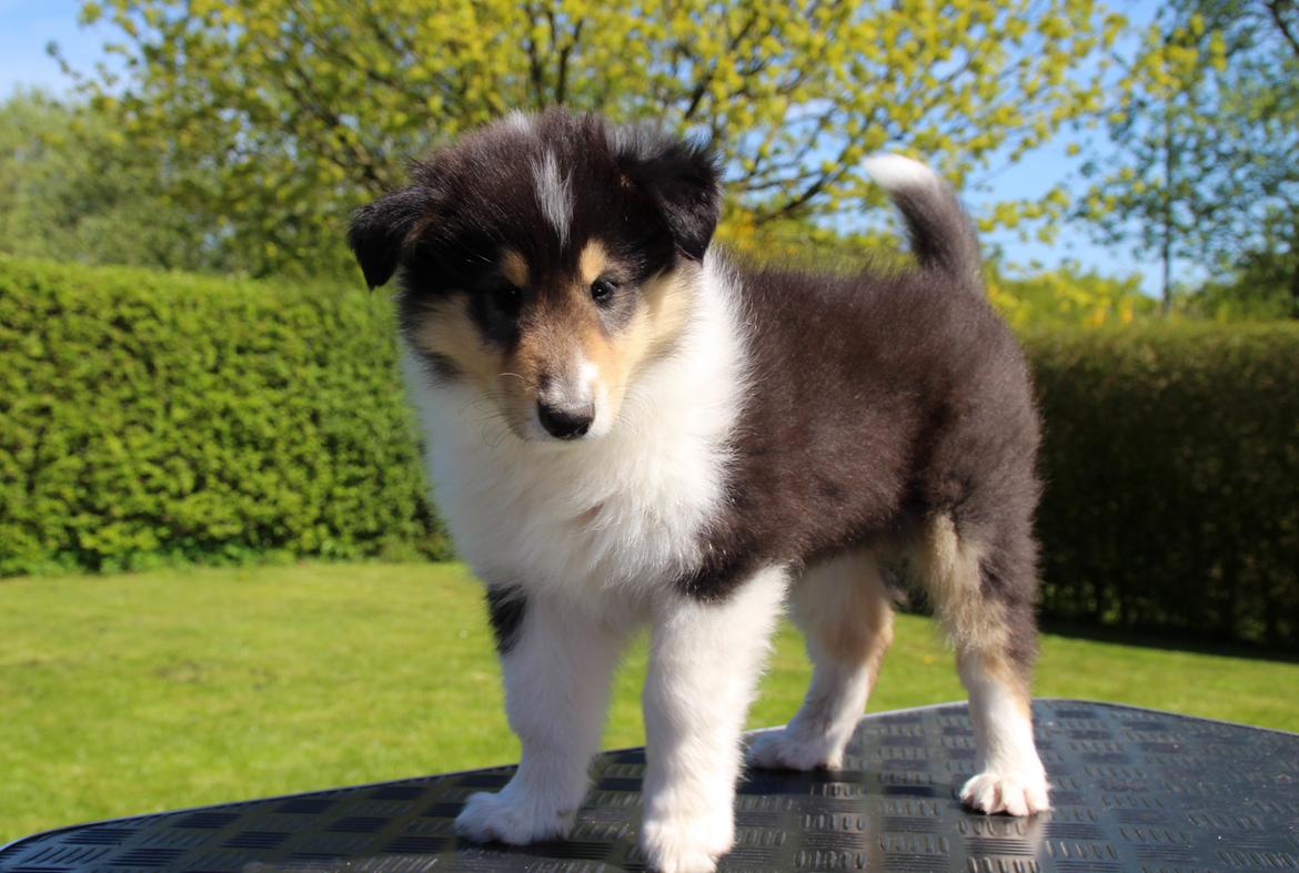 Collie langhåret Ebony Moor´s Daydreamer Dexter billede 29