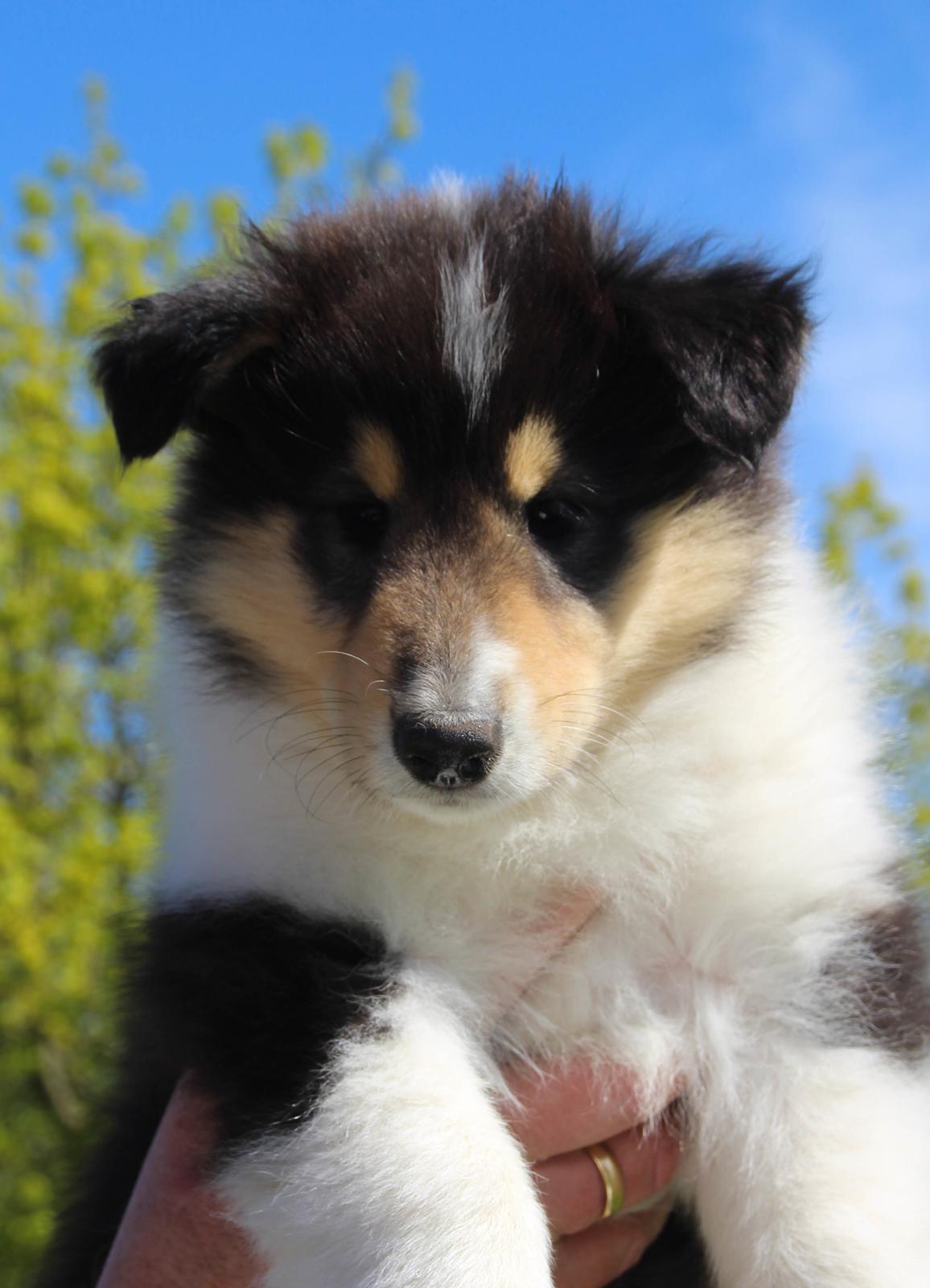 Collie langhåret Ebony Moor´s Daydreamer Dexter billede 30