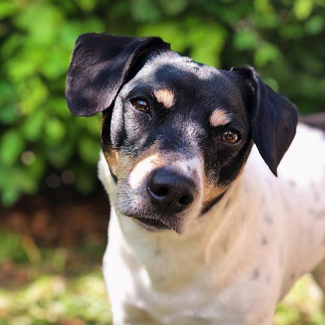 Dansk svensk gaardhund Oscar billede 1