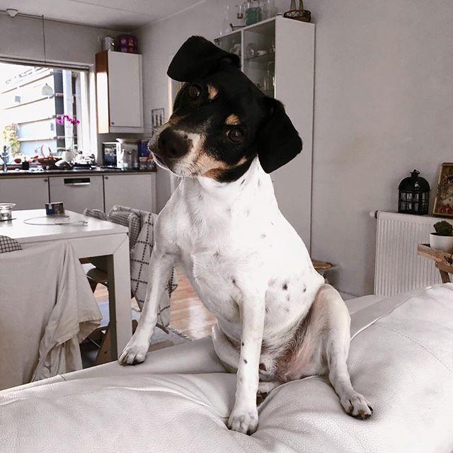 Dansk svensk gaardhund Oscar billede 2