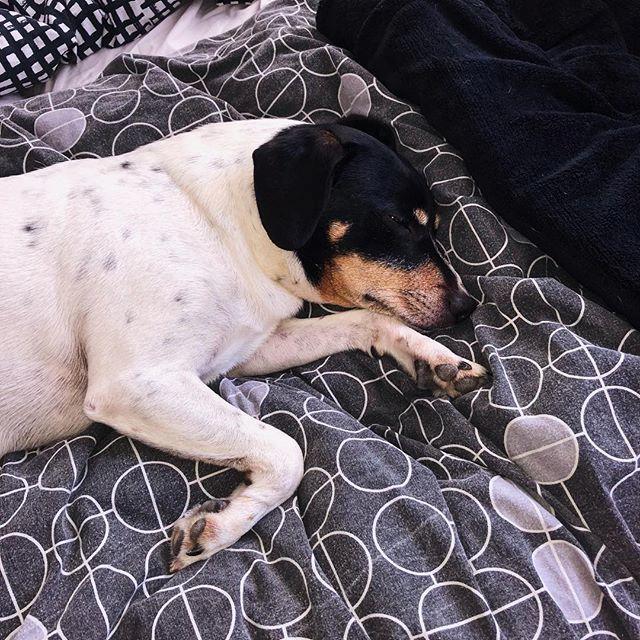 Dansk svensk gaardhund Oscar billede 3