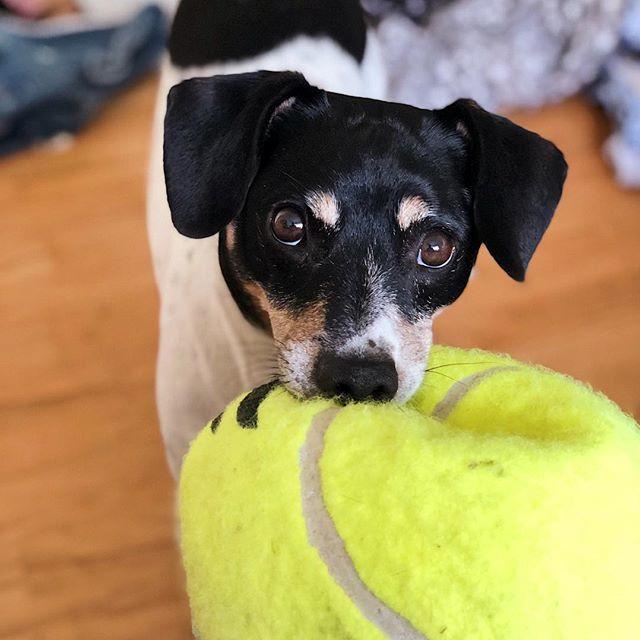 Dansk svensk gaardhund Oscar billede 4