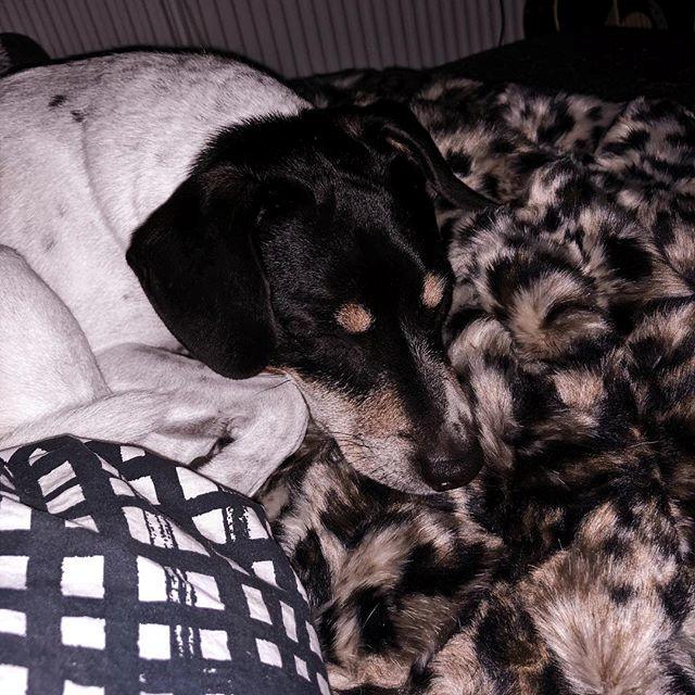 Dansk svensk gaardhund Oscar billede 5