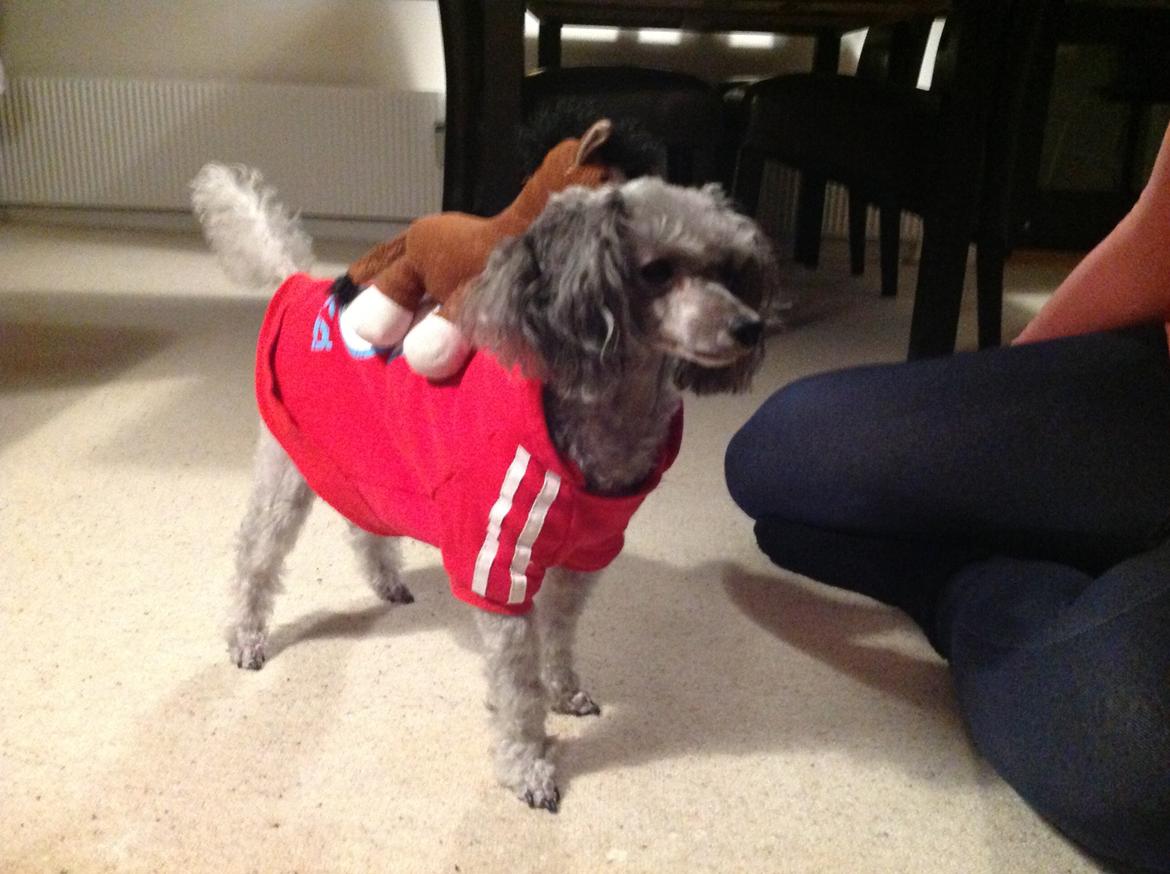 Dværgpuddel Kiwi billede 39