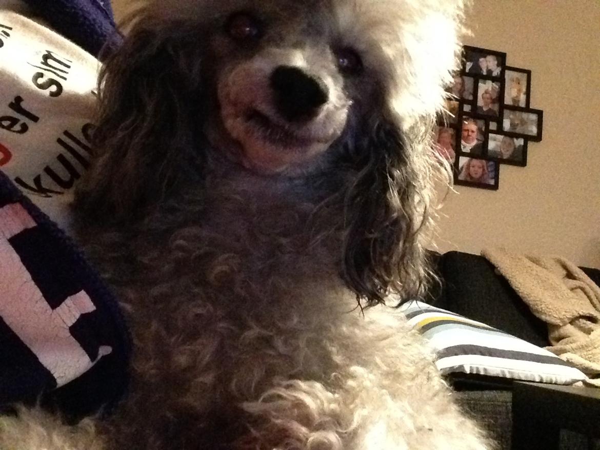 Dværgpuddel Kiwi - Smile😁😁 billede 41