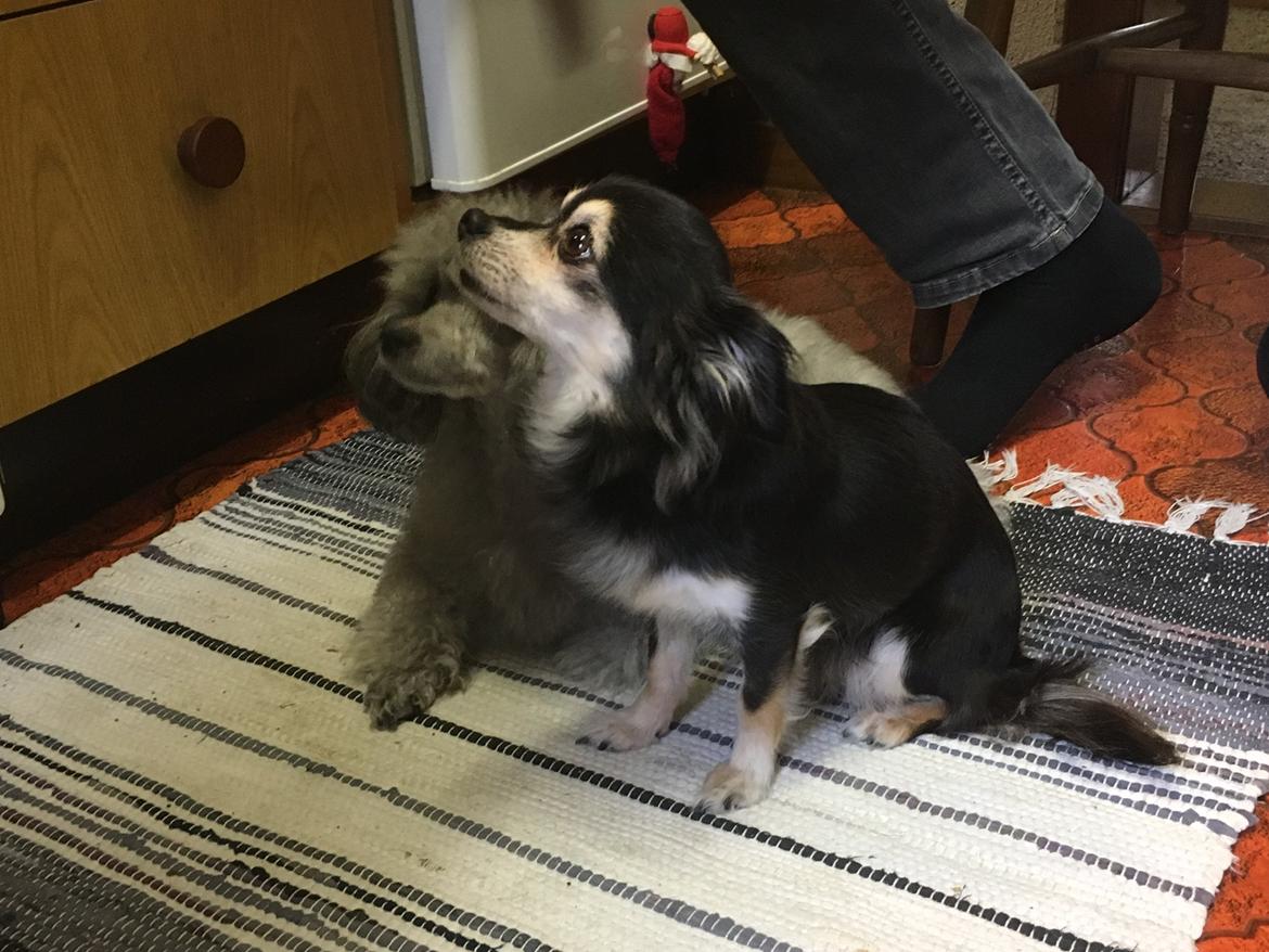 Dværgpuddel Kiwi - Nej det er vi ter da ikke😂😂 billede 42