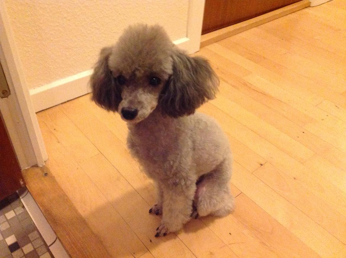 Dværgpuddel Kiwi billede 40