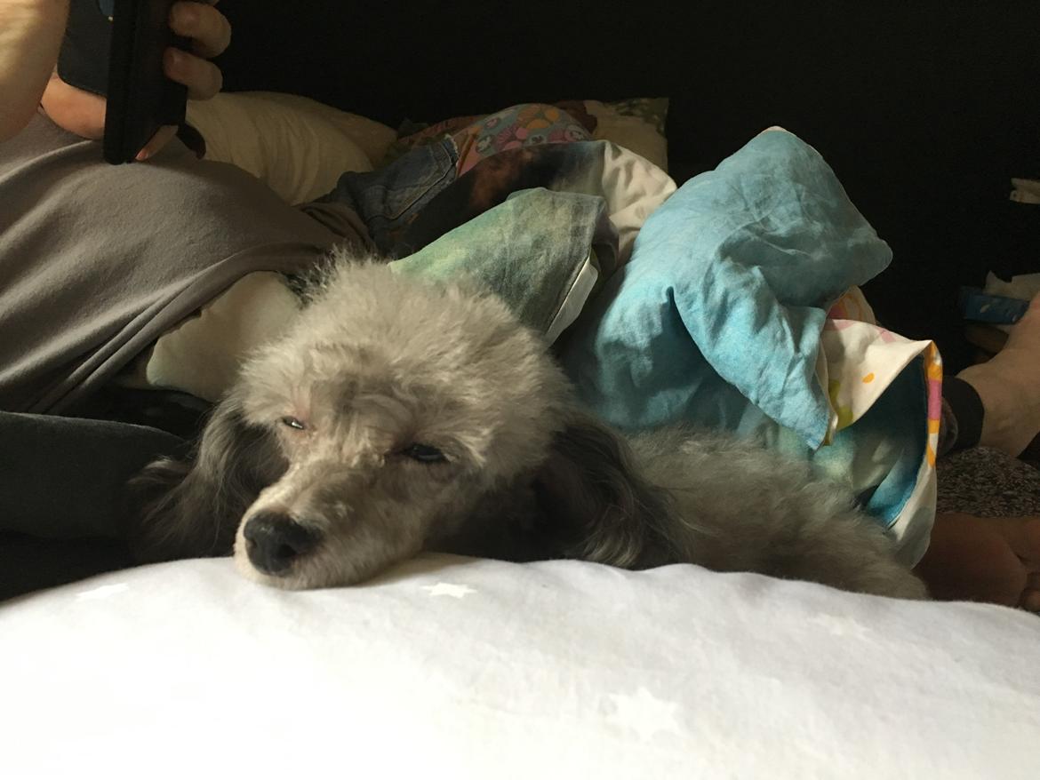 Dværgpuddel Kiwi billede 43