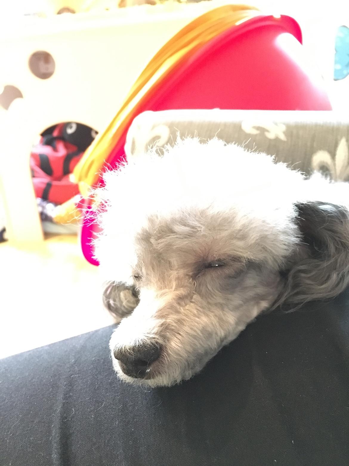 Dværgpuddel Kiwi billede 44