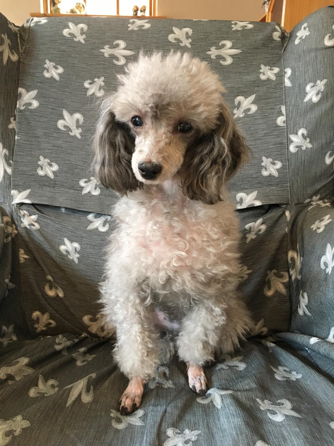 Dværgpuddel Kiwi billede 46