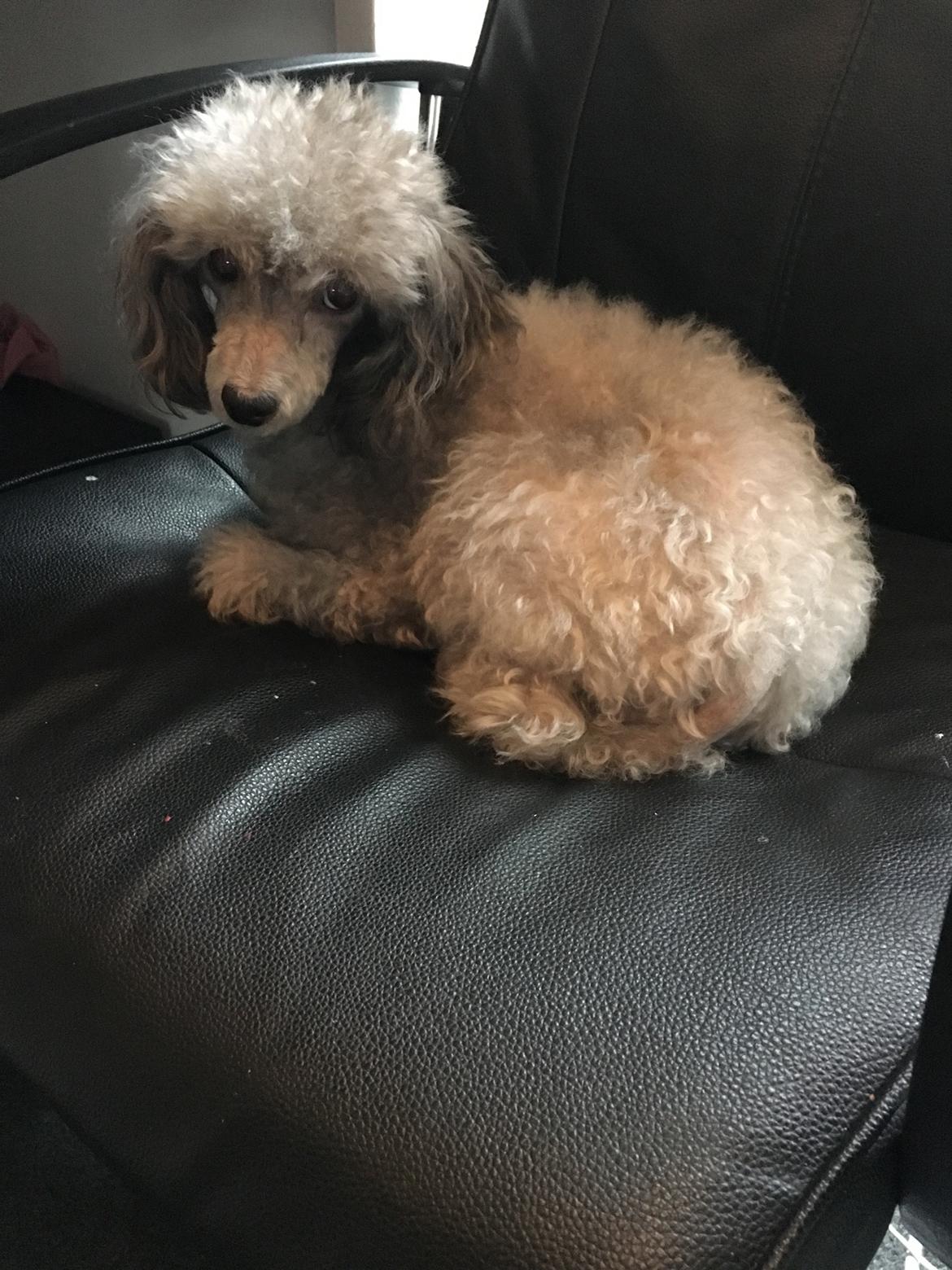 Dværgpuddel Kiwi billede 48