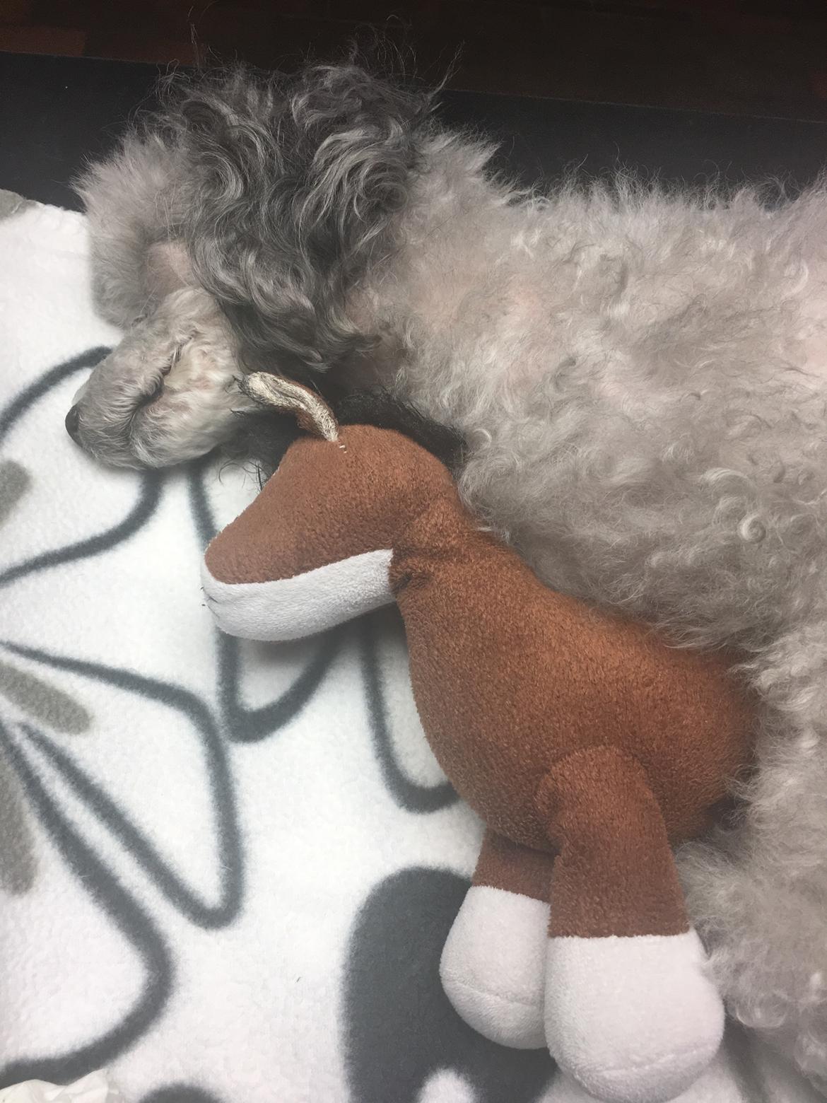 Dværgpuddel Kiwi - Det sidste farvel😢 billede 49