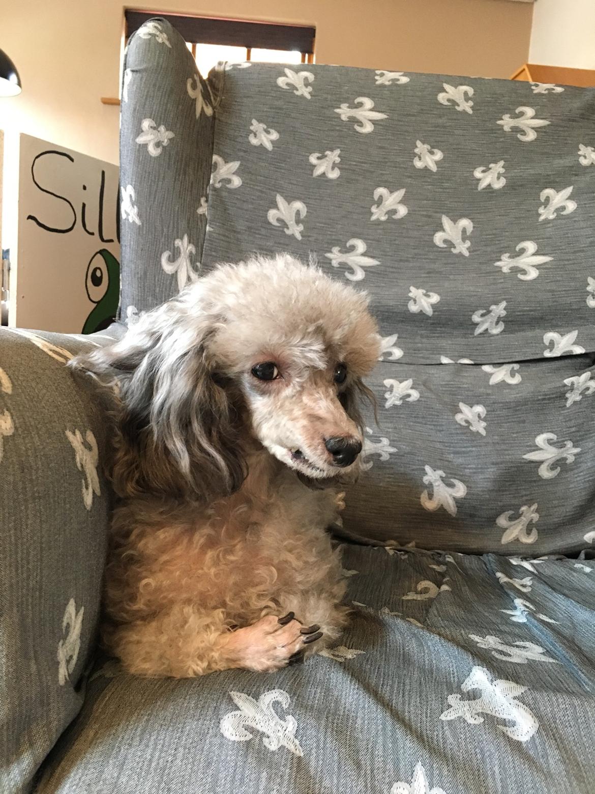 Dværgpuddel Kiwi billede 45