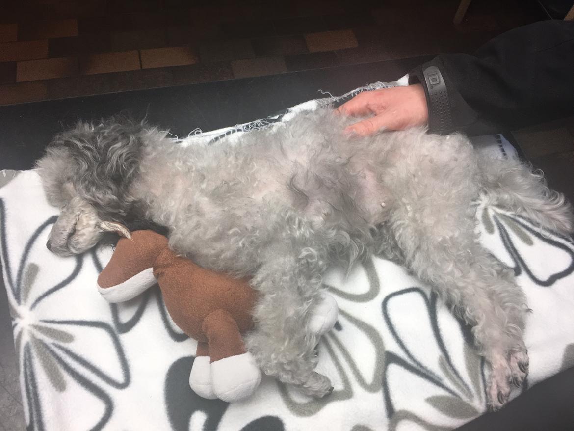 Dværgpuddel Kiwi - Et sidste farvel den 22/03-2018❤️😢 billede 50