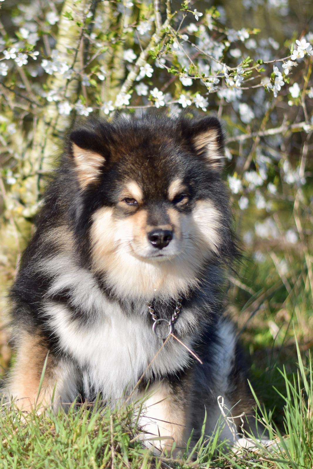 Finsk lapphund Eli - Eli 23 mdr. billede 7