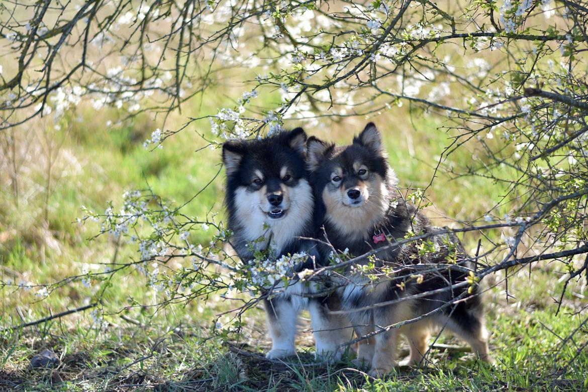 Finsk lapphund Eli - Eli & Silke. billede 8