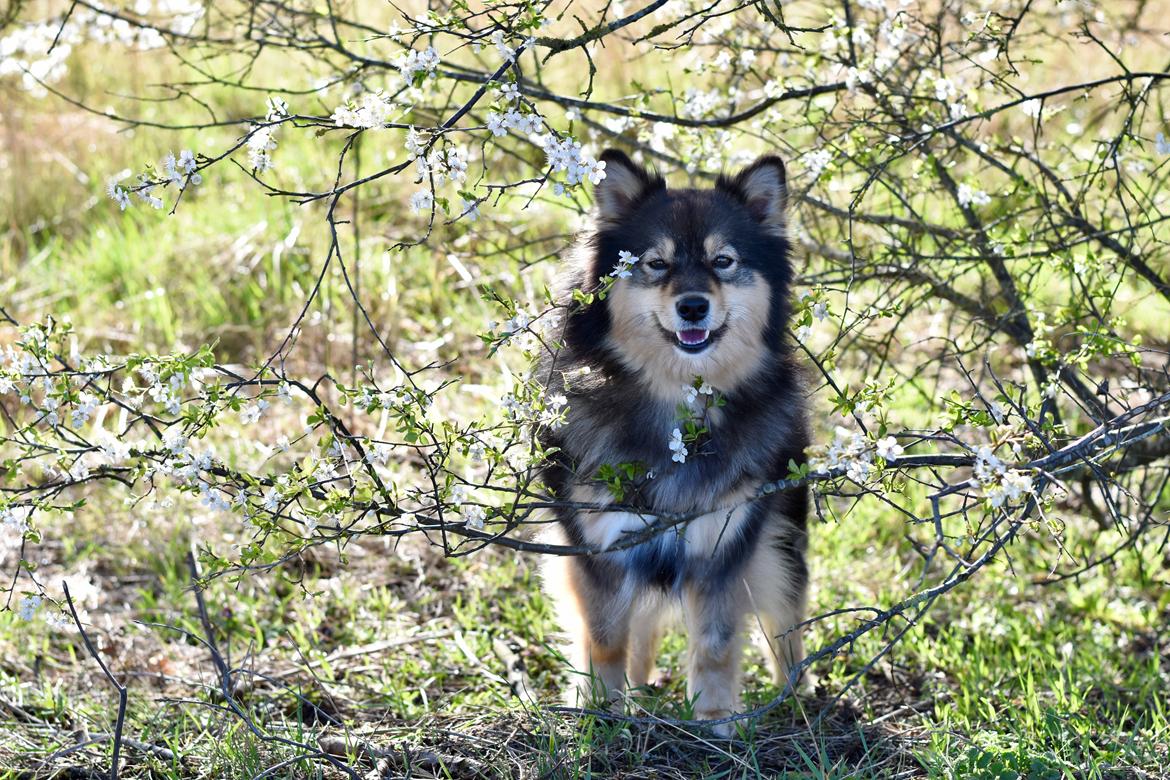 Finsk lapphund Silke  billede 5