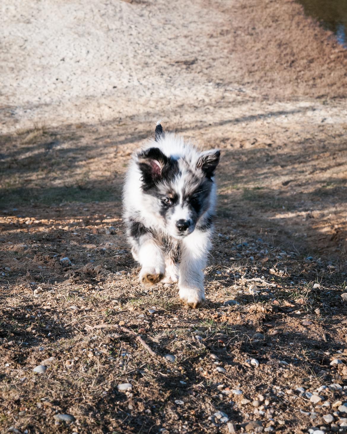 Australian shepherd Tillyhills Sten i Skon billede 9