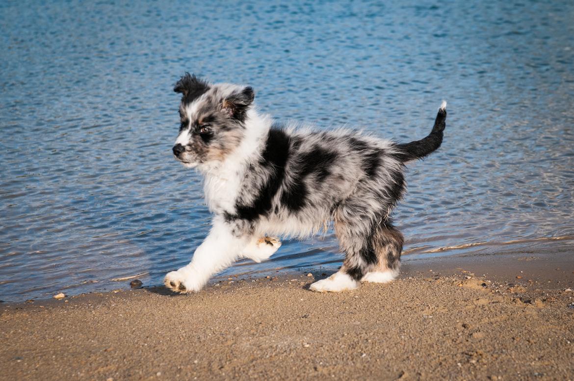 Australian shepherd Tillyhills Sten i Skon billede 10