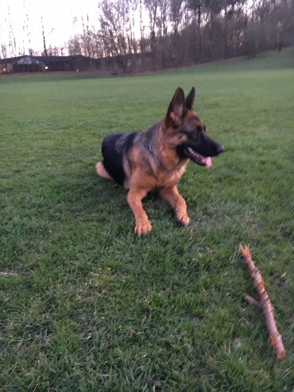 Schæferhund Kenya billede 2