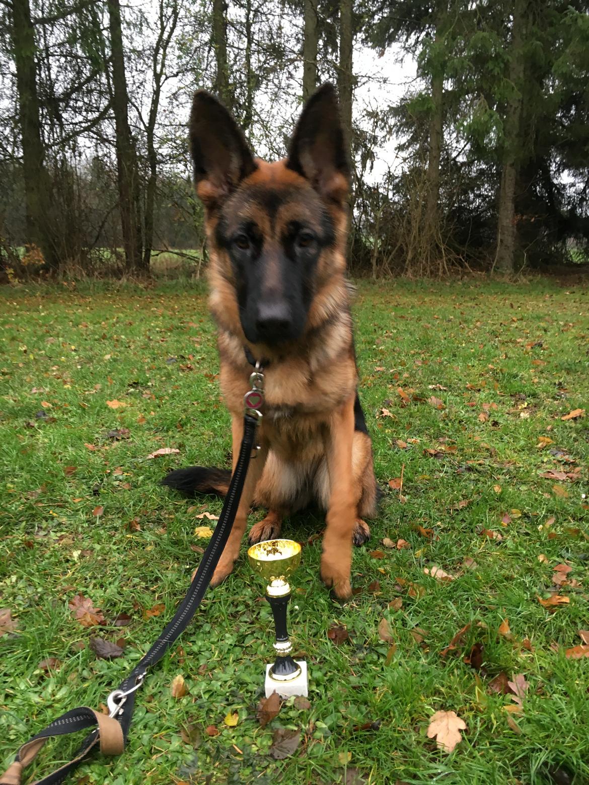 Schæferhund Kenya billede 3