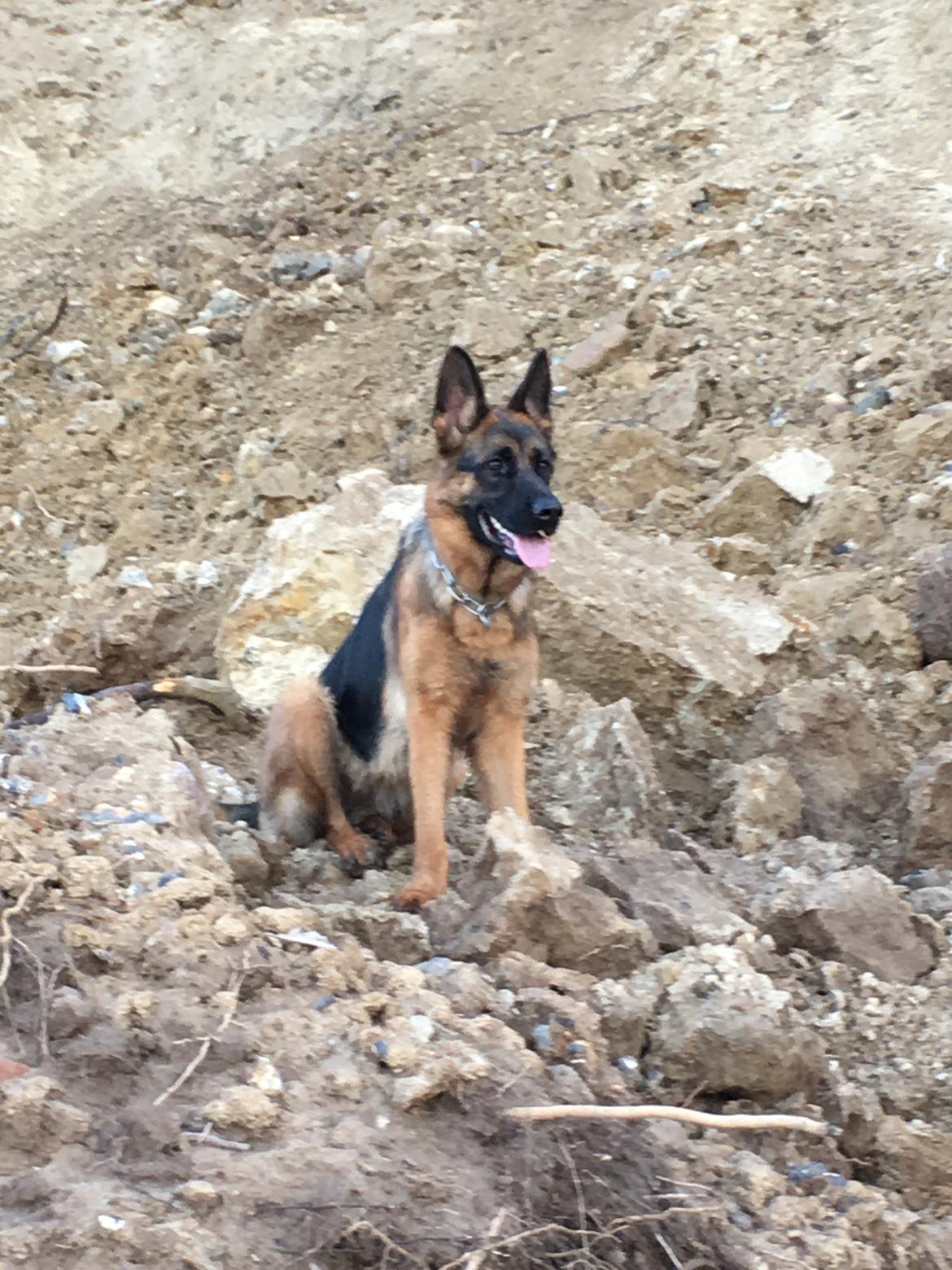 Schæferhund Kenya billede 4