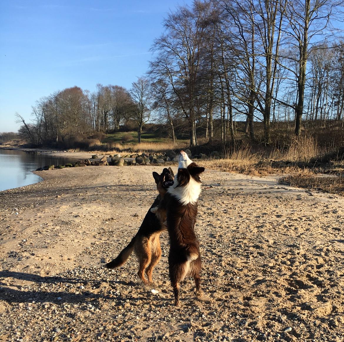 Schæferhund Kenya billede 5