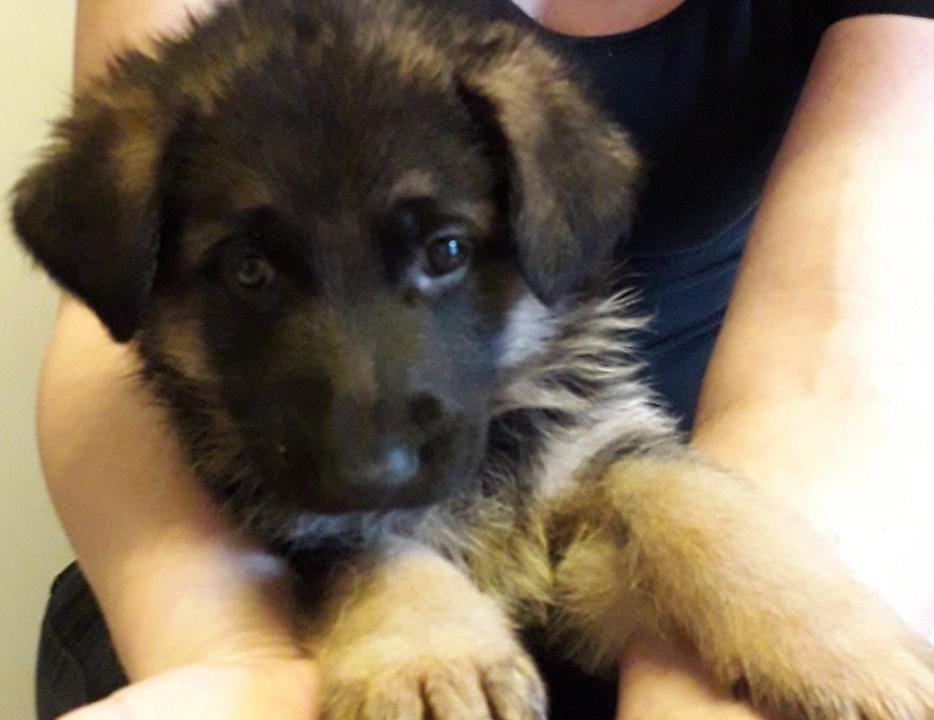 Schæferhund Santo jr. billede 1