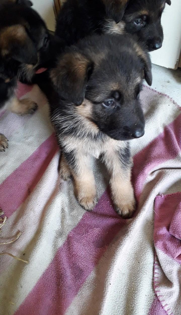 Schæferhund Santo jr. billede 2