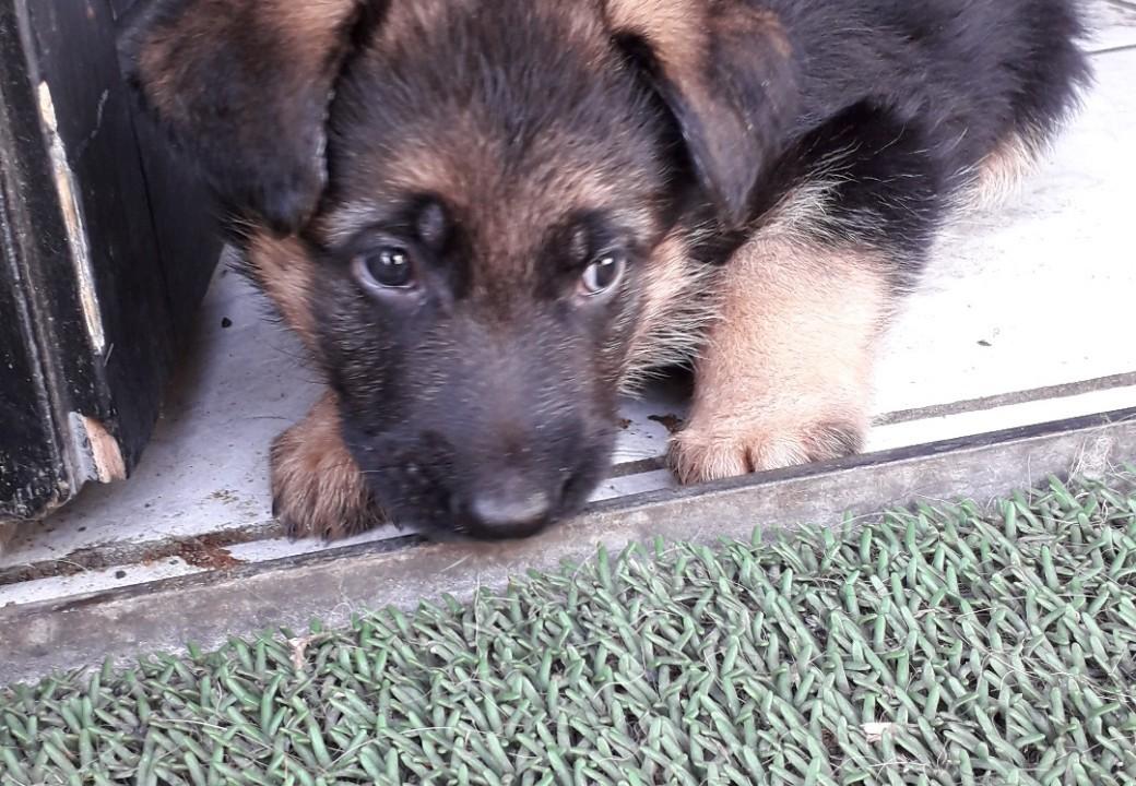 Schæferhund Santo jr. billede 3