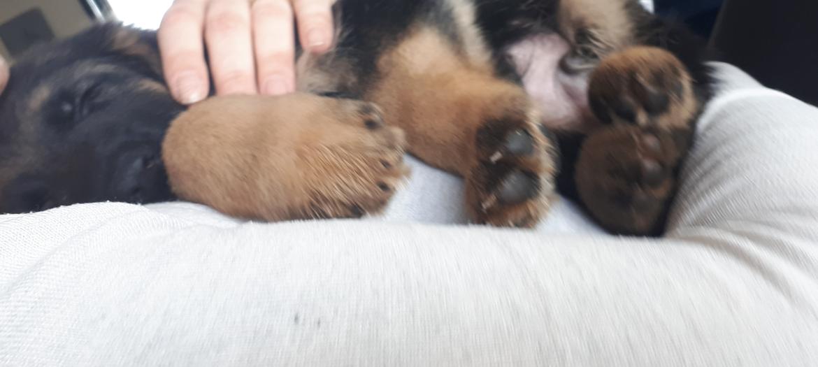 Schæferhund Santo jr. billede 4