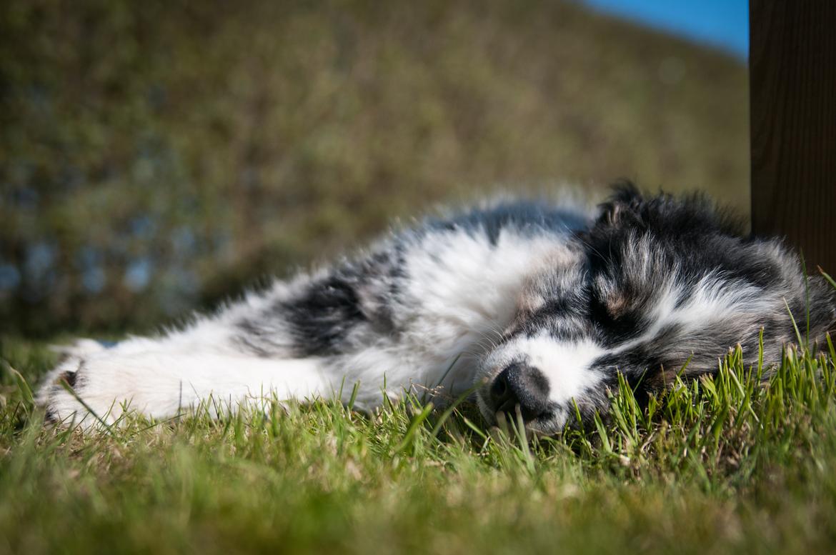 Australian shepherd Tillyhills Sten i Skon billede 11