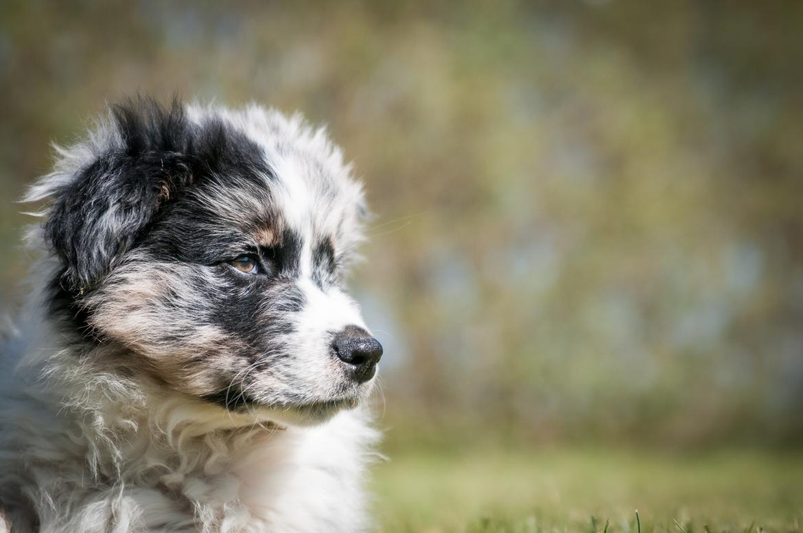 Australian shepherd Tillyhills Sten i Skon billede 12