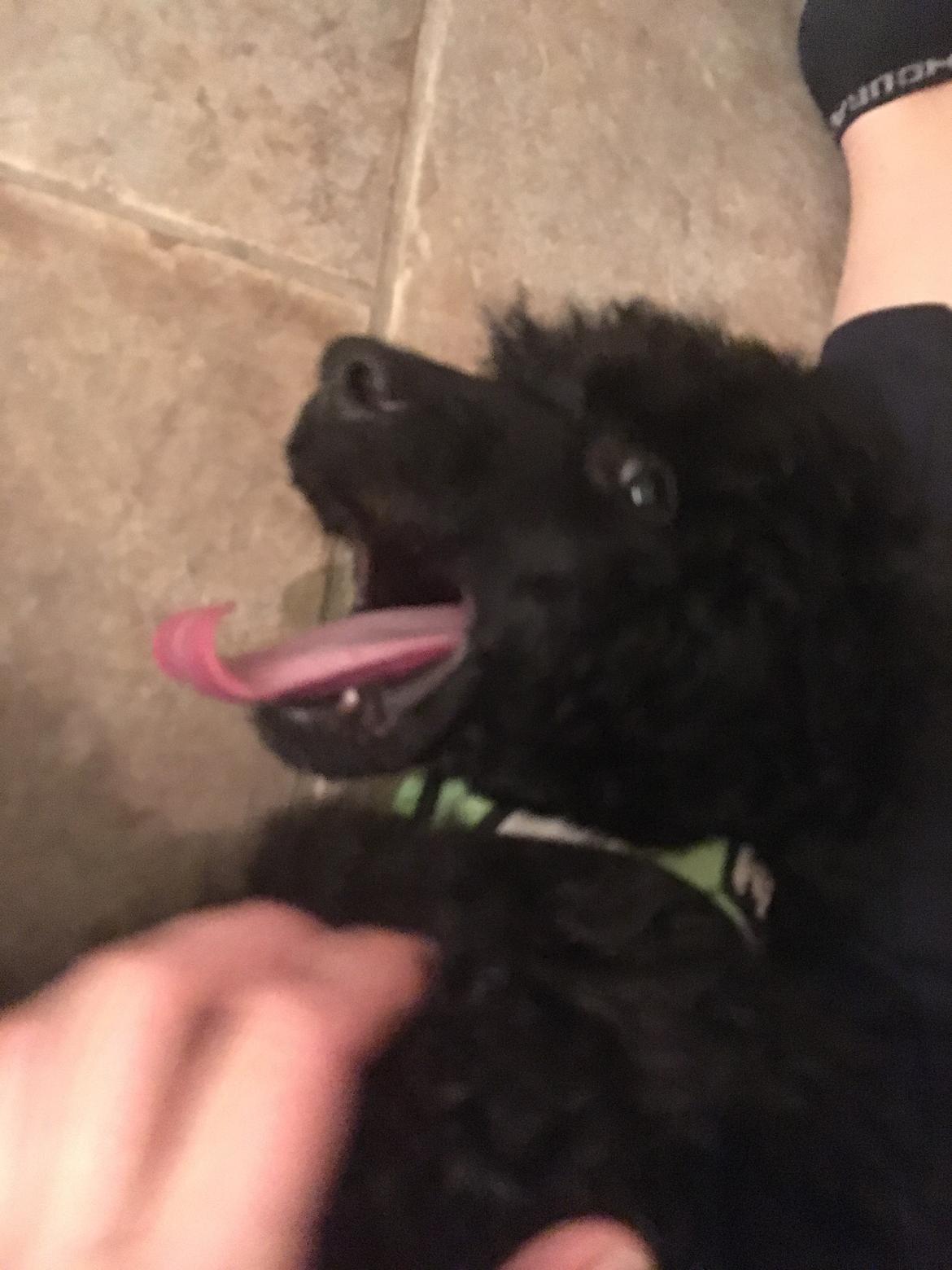 Mellempuddel Holger billede 4