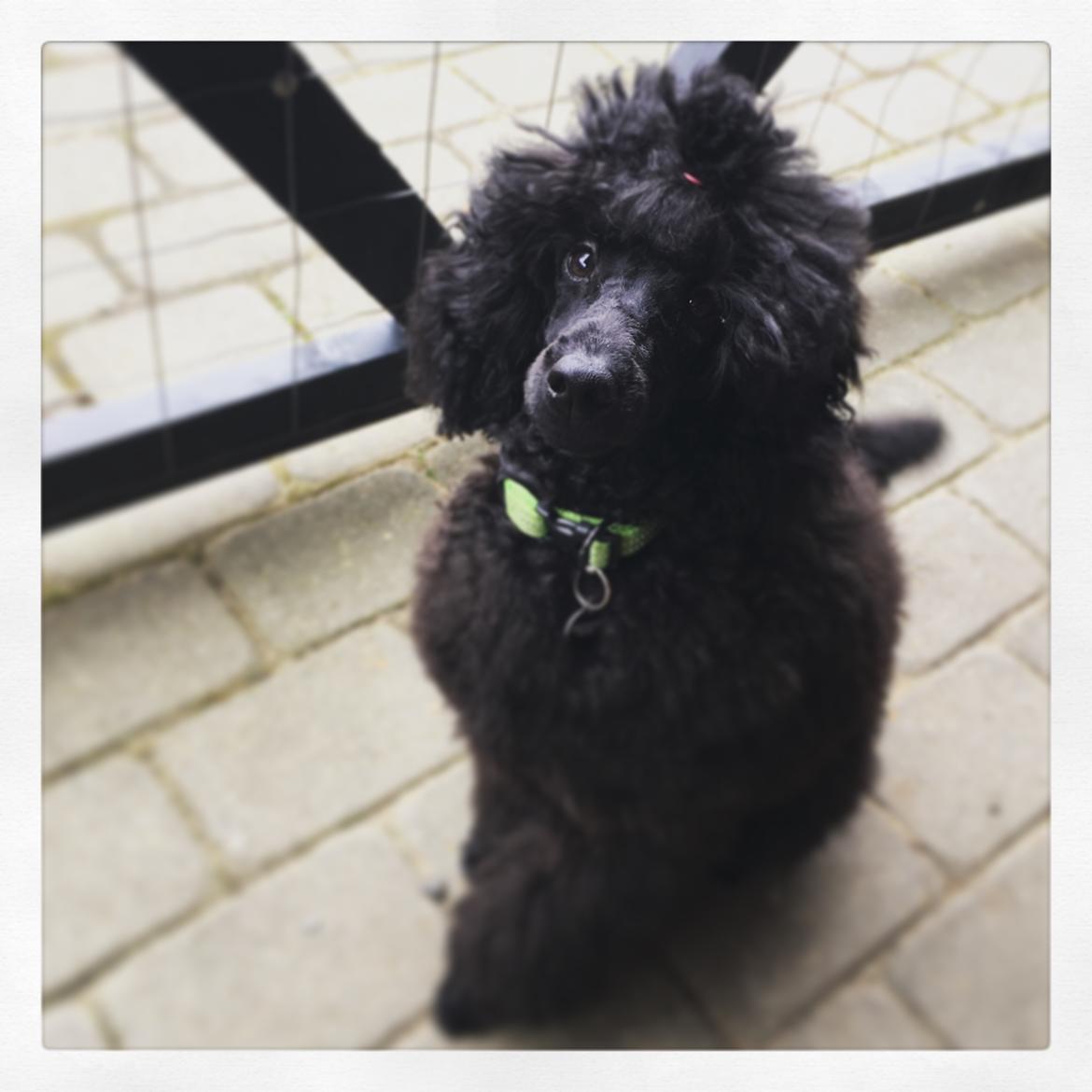 Mellempuddel Holger billede 7