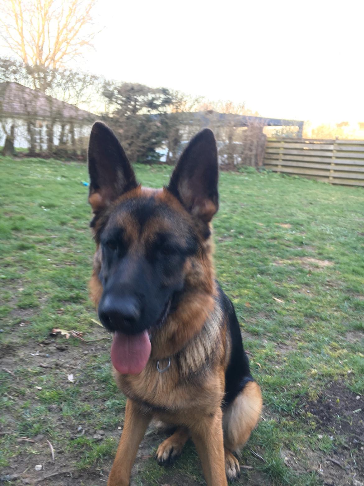 Schæferhund Kenya billede 6