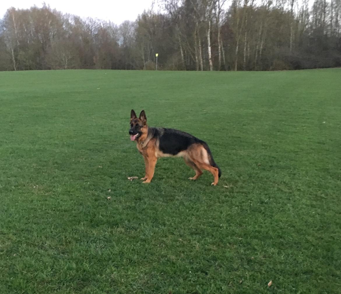 Schæferhund Kenya billede 1
