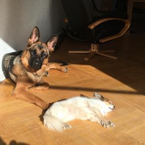 Schæferhund Kenya billede 7