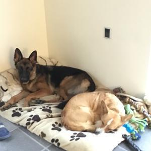 Schæferhund Kenya billede 8