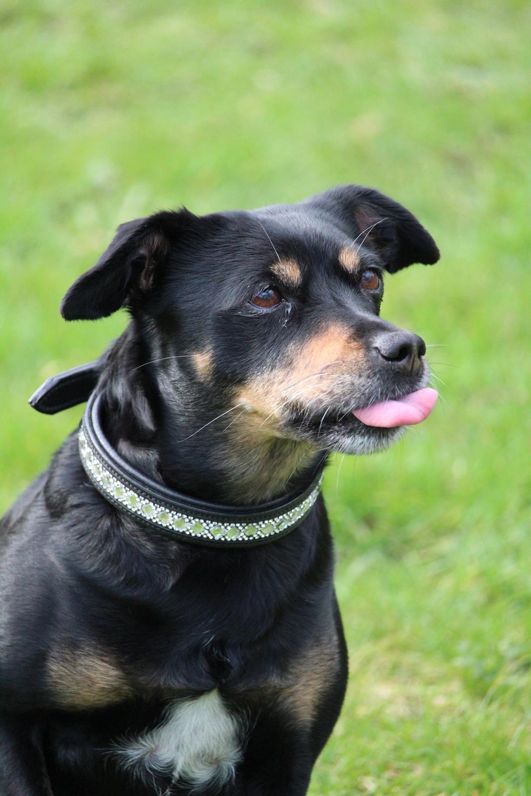 Blanding af racer Yankie billede 20