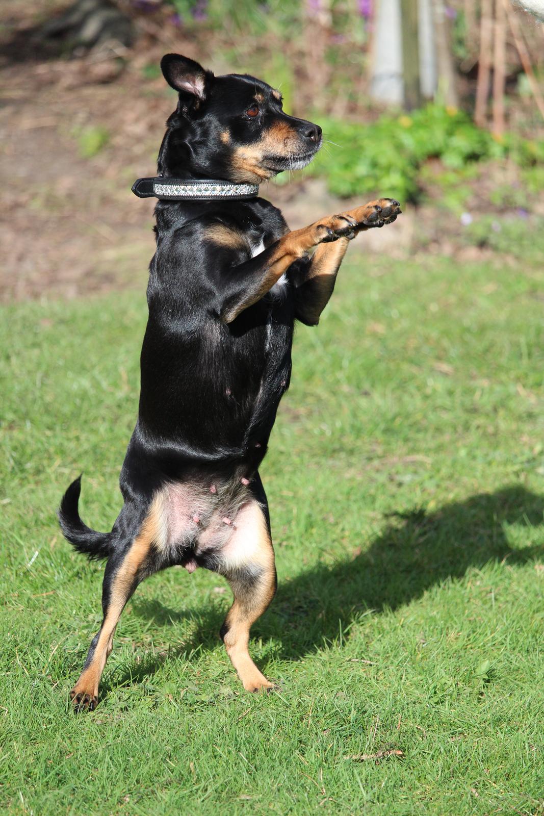 Blanding af racer Yankie billede 22