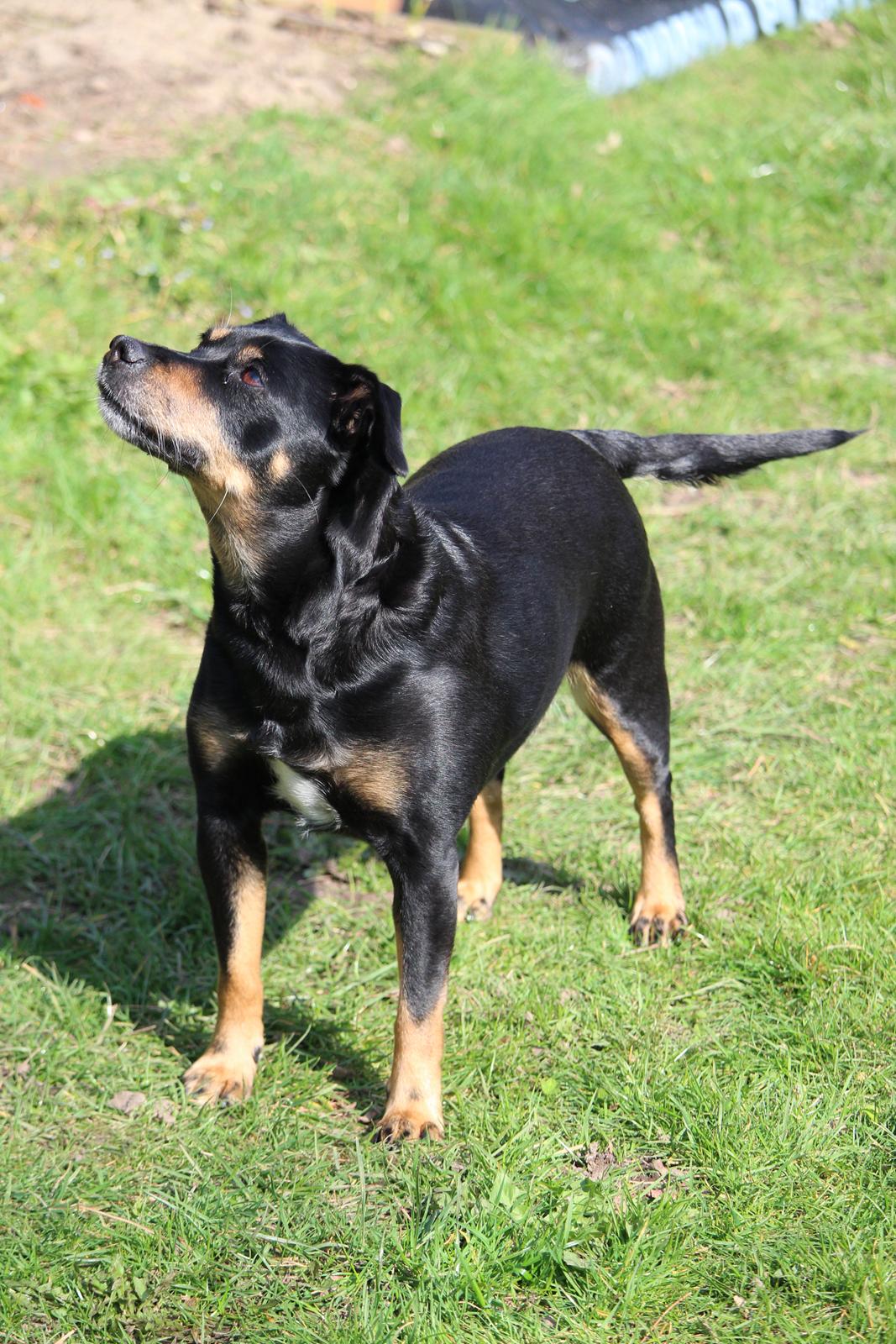 Blanding af racer Yankie billede 25